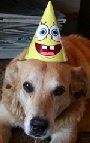 mempartyhat